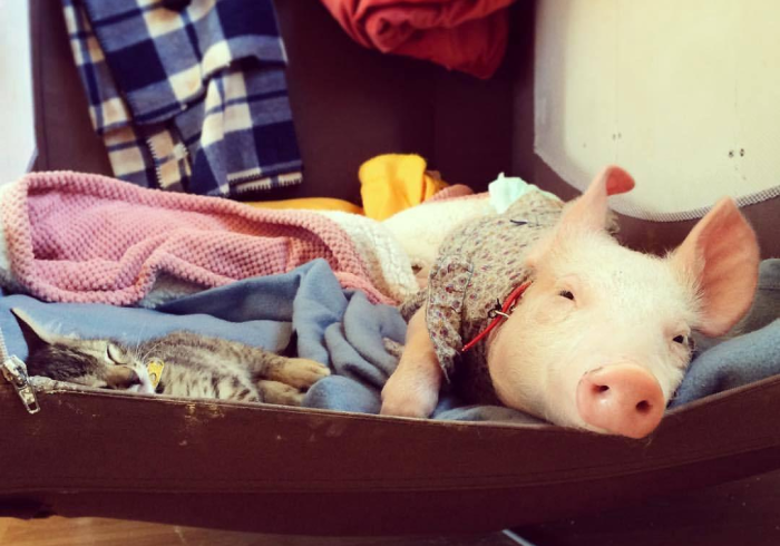 使 用 分 享 “ 内 蒙 古 边 锋 老 友 麻 将 有 没 有 猫 腻 ” ( 果 然 有 透 视 挂 )