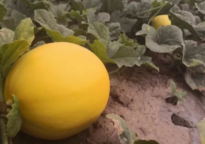 五分钟了解＂新蜜瓜有挂是真是假”(详细开挂教程)