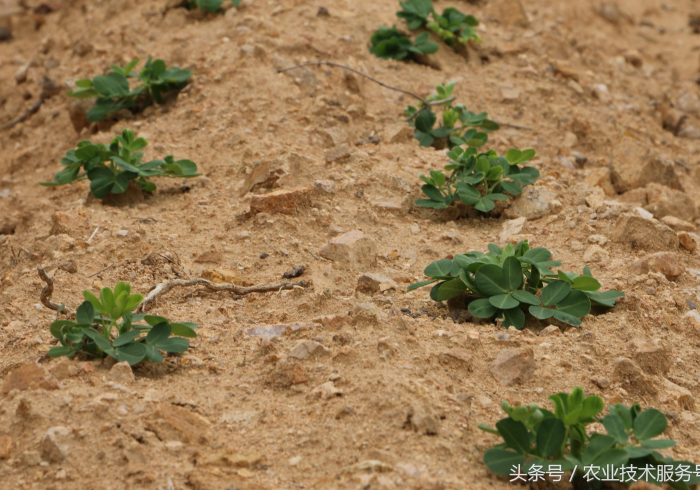 房卡秒懂“微信金花房卡如何充值”详细房卡教程 房卡秒懂“微信金花房卡如何充值”详细房卡教程