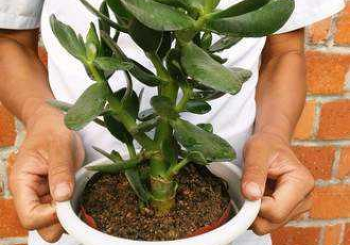 房卡必备教程“微信炸 金花怎么卖房卡”房卡链接获取 房卡必备教程“微信炸 金花怎么卖房卡”房卡链接获取