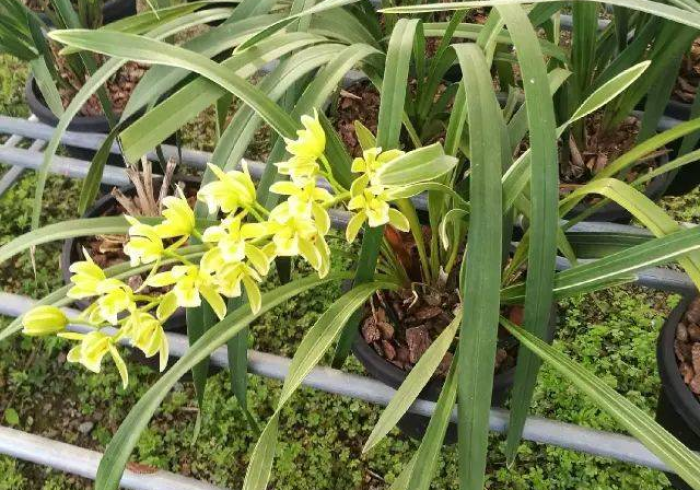 一分钟了解“微信斗牛牛链接”轻松获取房卡全渠道 一分钟了解“微信斗牛牛链接”轻松获取房卡全渠道