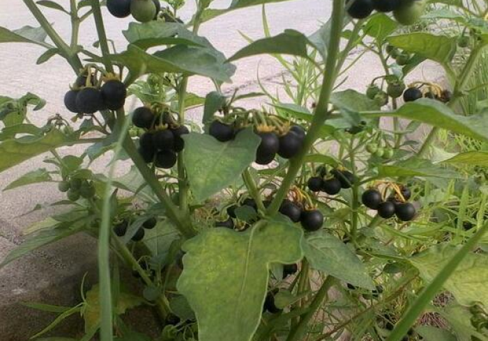 【 玩 家 新 攻 略 】 “ 聚 游 麻 将 充 值 能 提 高 胜 率 ” ( 原 来 确 实 是 有 挂 ) 【 玩 家 新 攻 略 】 “ 聚 游 麻 将 充 值 能 提 高 胜 率 ” ( 原 来 确 实 是 有 挂 )