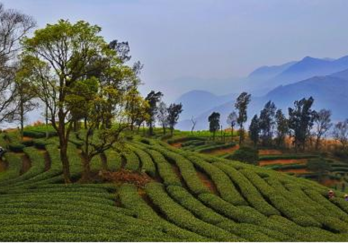 【 总 结 文 章 “ 温 州 麻 将 可 以 开 挂 吗 ? ” 详 细 开 挂 玩 法 【 总 结 文 章 “ 温 州 麻 将 可 以 开 挂 吗 ? ” 详 细 开 挂 玩 法