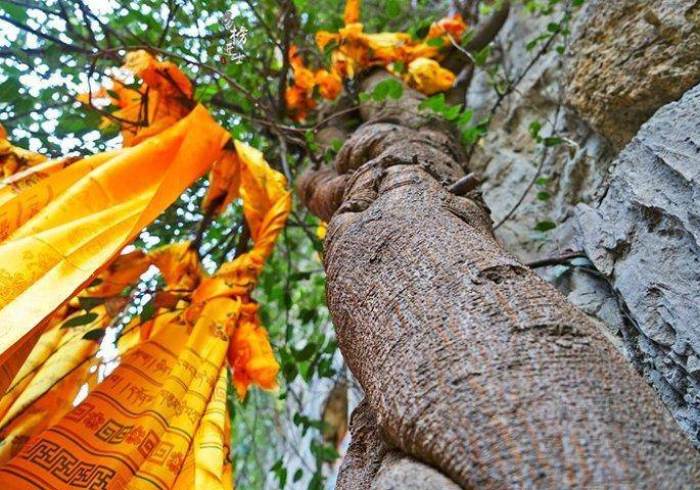 玩家秒懂“佛手十三道外卦神器下载安装”事实上真的有挂 玩家秒懂“佛手十三道外卦神器下载安装”事实上真的有挂