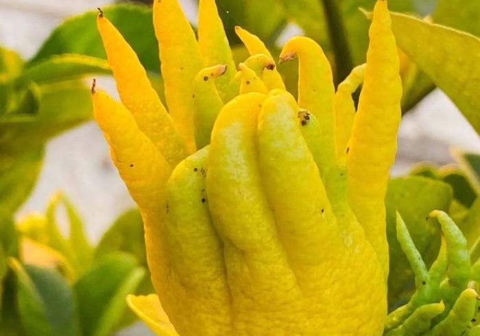 【技术分享】“金华佛手有什么规律”(外卦神器下载) 【技术分享】“金华佛手有什么规律”(外卦神器下载)