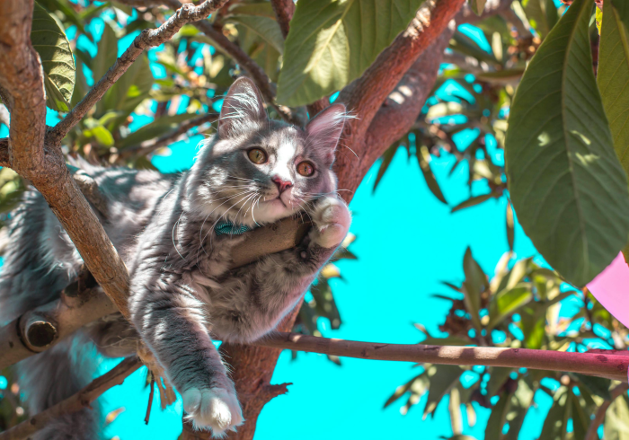 开 挂 辅 助 工 具 “ 熊 猫 新 版 有 可 以 控 制 的 吗 ” 辅 助 挂 下 载