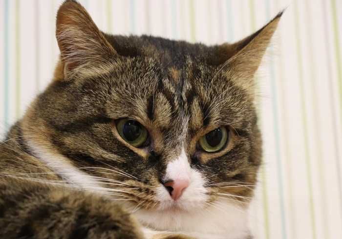 房卡全攻略“炸 金花链接房卡代理”房卡详细充值