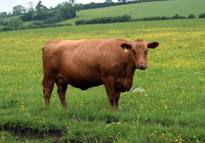 全攻略普及“微信牛牛群房卡”房卡链接获取 全攻略普及“微信牛牛群房卡”房卡链接获取