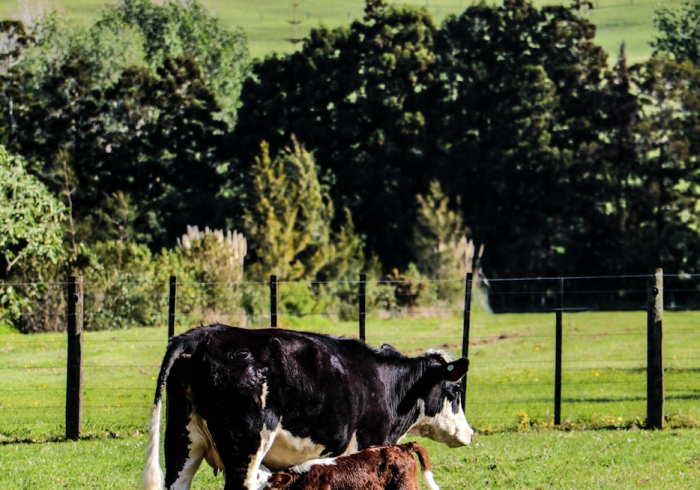 秒懂百科“微信牛牛群斗牛群”购买房卡介绍 秒懂百科“微信牛牛群斗牛群”购买房卡介绍