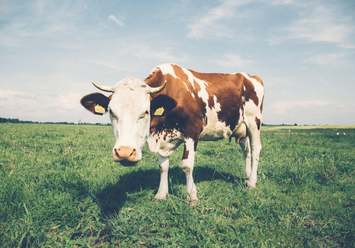 房卡全攻略“微信牛牛群斗牛群”房卡链接获取