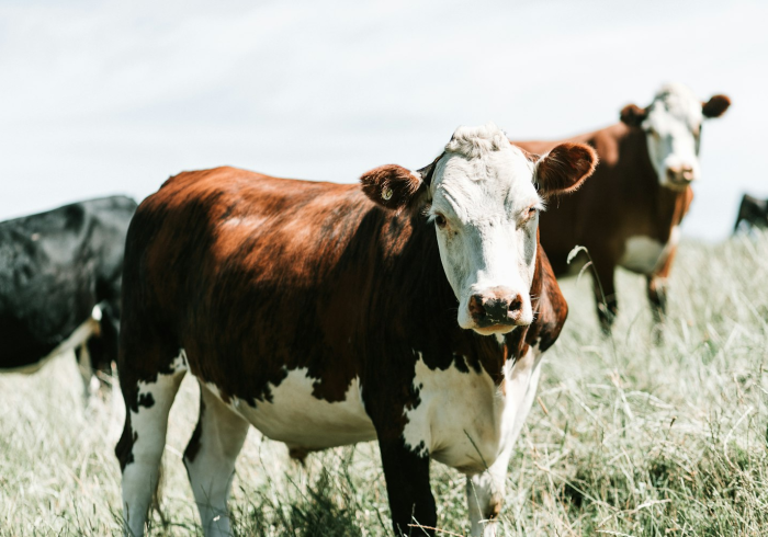 房卡全攻略“微信牛牛群斗牛群”购买房卡介绍