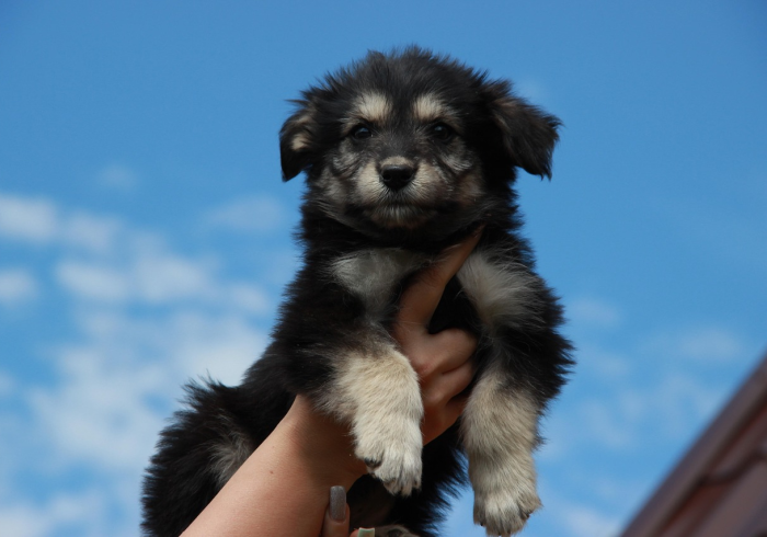 玩家必知“斗牛房卡牛牛房卡”详细房卡怎么购买教程