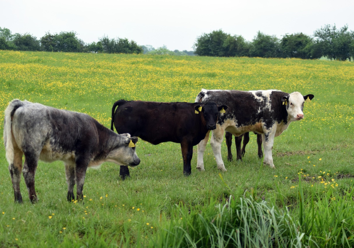 全攻略普及“开牛牛群怎么买房卡”房卡使用教程