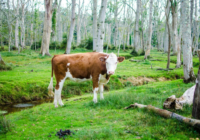 玩家测评“微信金花房卡哪里购买”详细房卡怎么购买教程 玩家测评“微信金花房卡哪里购买”详细房卡怎么购买教程