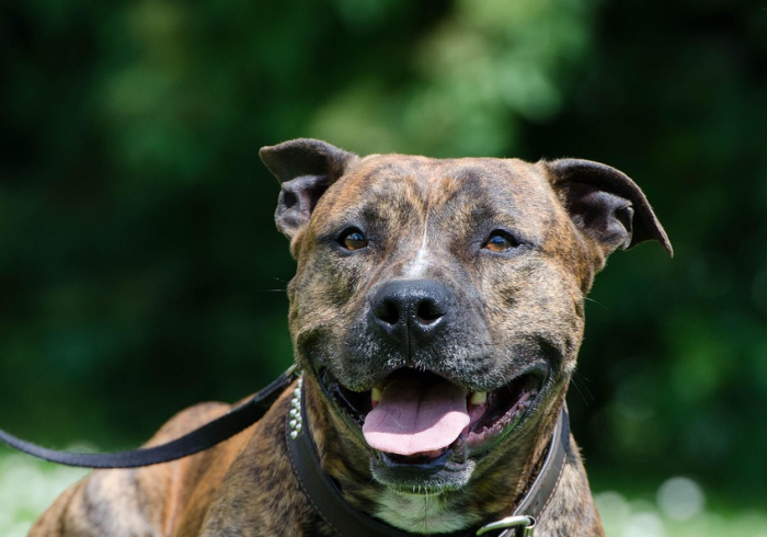 全攻略普及“牛魔王炸  金花房卡”获取房卡教程-哔哩哔哩