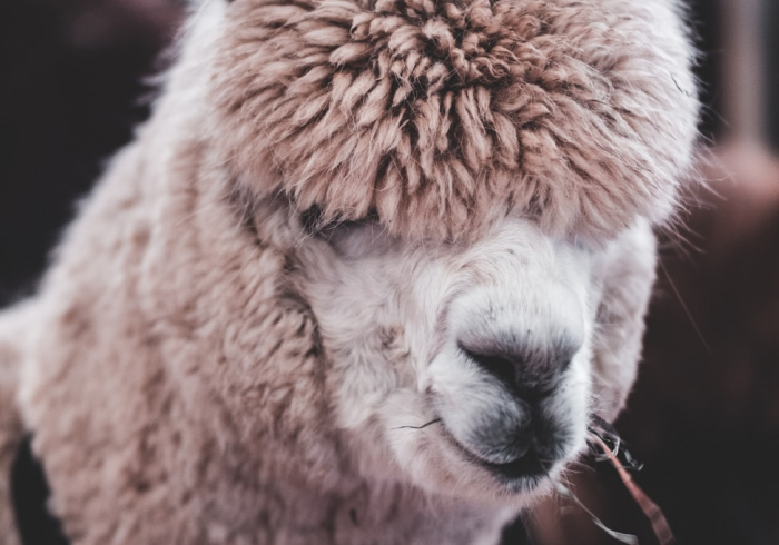 秒懂教程“微信牛牛群斗牛群”房卡详细充值 秒懂教程“微信牛牛群斗牛群”房卡详细充值