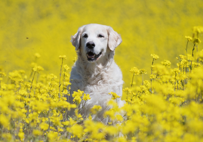一分钟了解“斗牛房卡牛牛房卡”详细房卡教程 一分钟了解“斗牛房卡牛牛房卡”详细房卡教程