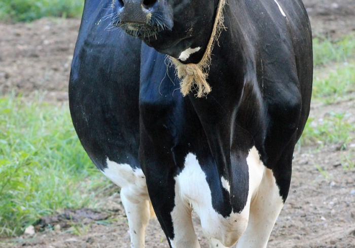 房卡秒懂“微信牛牛群斗牛群”详细房卡怎么购买教程 房卡秒懂“微信牛牛群斗牛群”详细房卡怎么购买教程